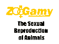 zoogamy 120x90 animate