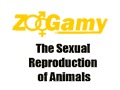 zoogamy 120x90 static