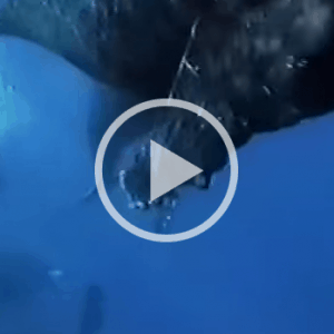 Humpbacks Mating YouTube e1457038524971