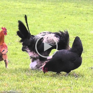 chickens mating rooster mating