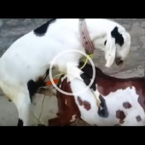 deep first time goat mating