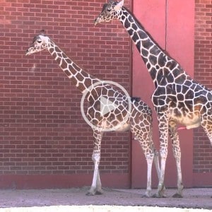 giraffes mating at the zoo