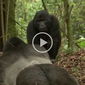 gorilla mating mountain gorilla 2