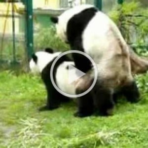 panda couple mating zoo vienna 4